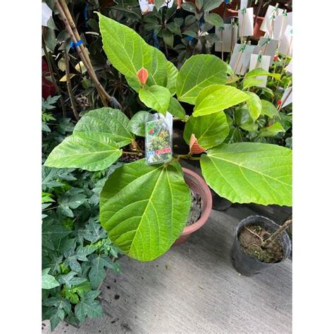 榕樹 無花果